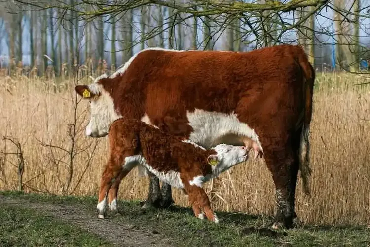 251 Weiber suchen Männer in