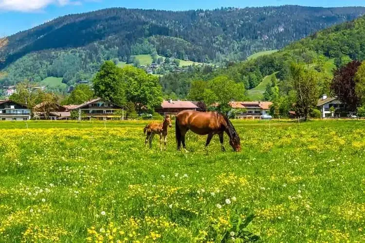 67 Hausfrauen nahe