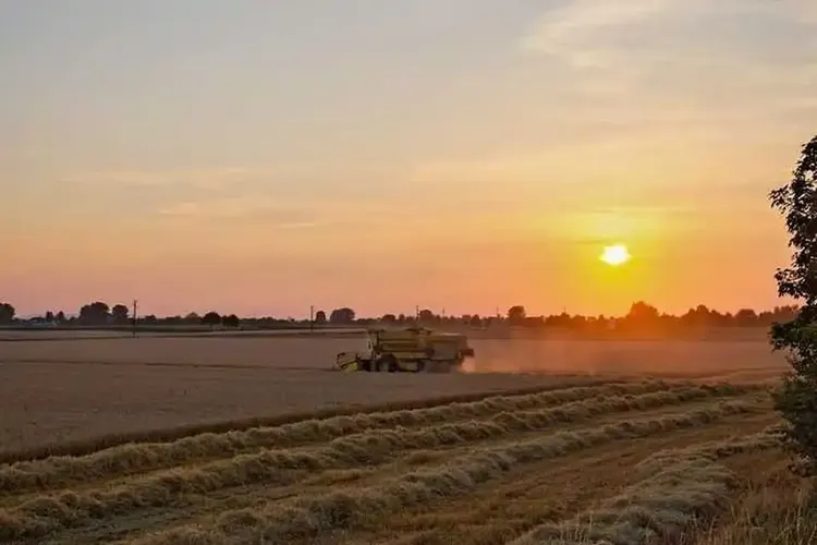 16 Perlen wohnen in